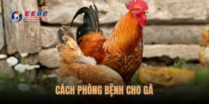 cach-phong-benh-cho-ga