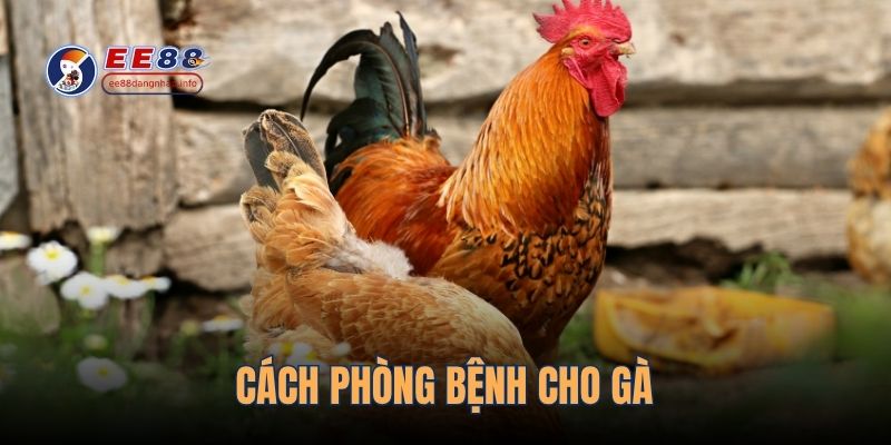 cach-phong-benh-cho-ga