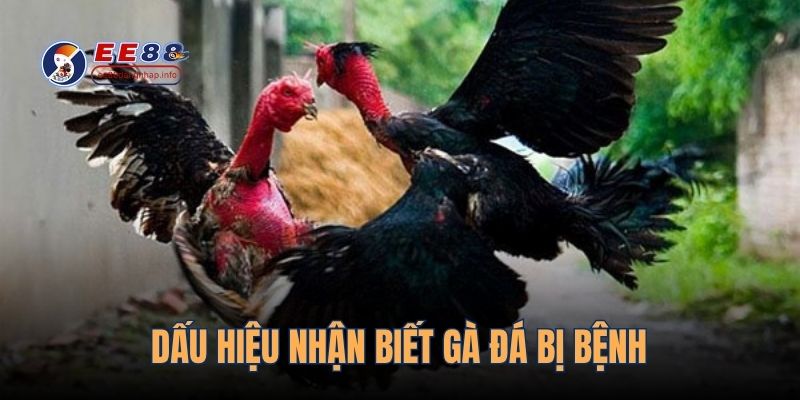 Dấu hiệu nhận biết gà đá bị bệnh
