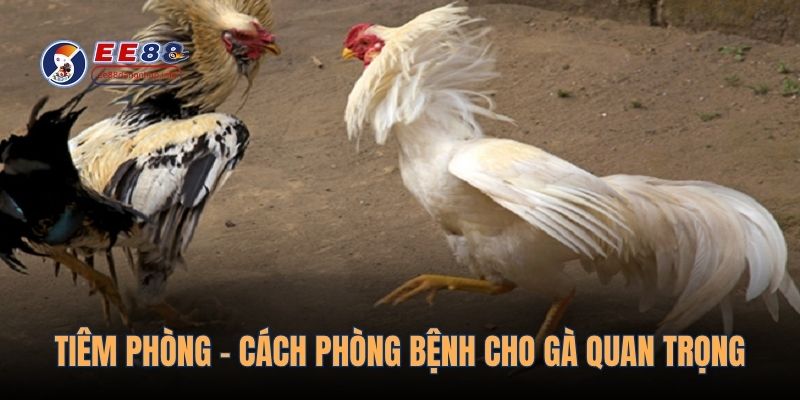 Tiêm phòng - cách phòng bệnh cho gà quan trọng