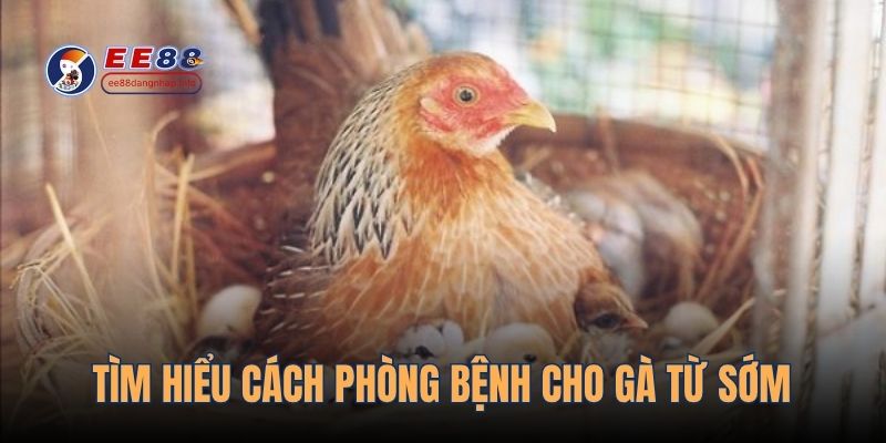 Tìm hiểu cách phòng bệnh cho gà từ sớm