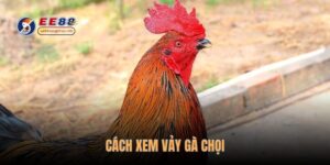 cach-xem-vay-ga-choi
