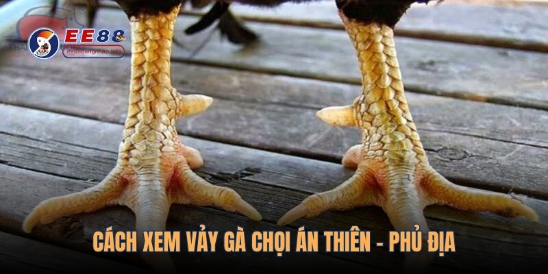 Cách xem vảy gà chọi án thiên - phủ địa