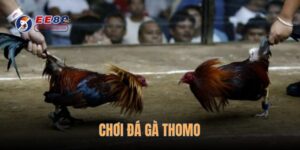 choi-da-ga-thomo