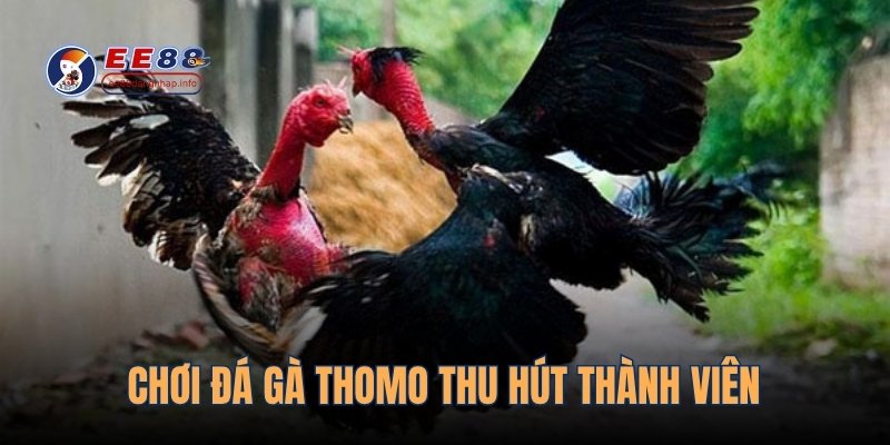 Chơi đá gà Thomo thu hút thành viên