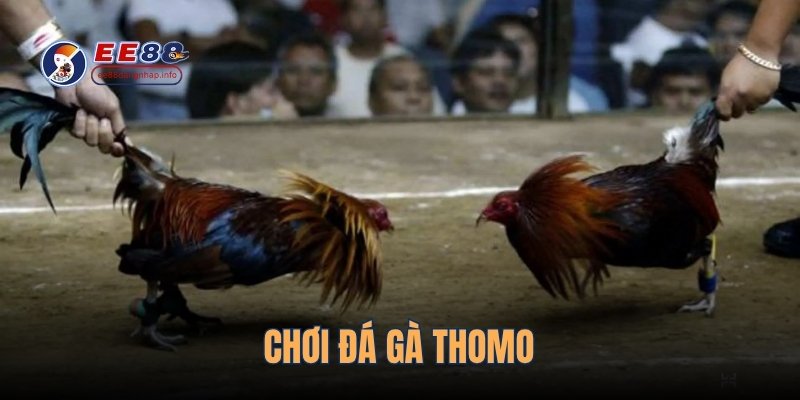 choi-da-ga-thomo