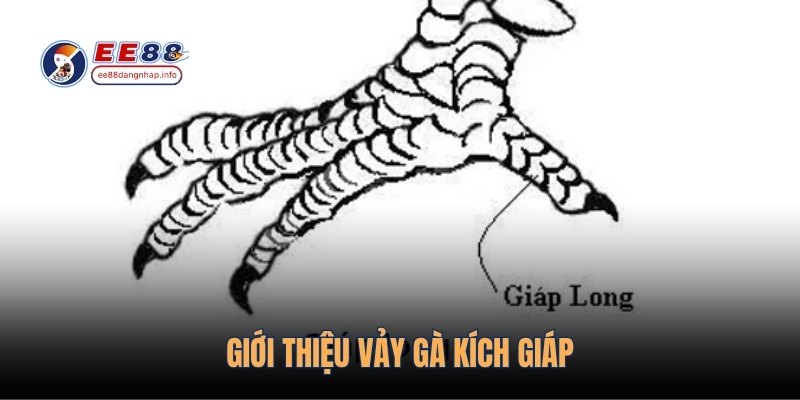 Giới thiệu vảy gà kích giáp
