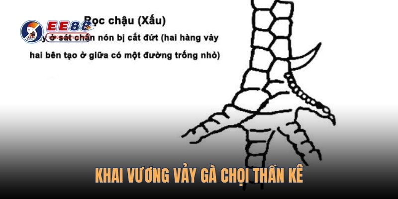 Khai Vương vảy gà chọi thần kê