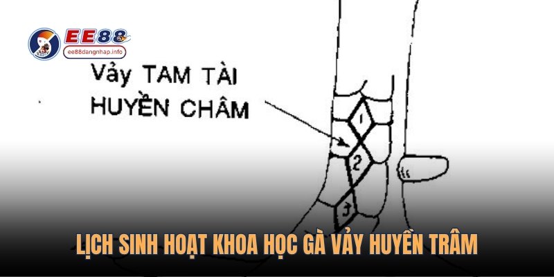 Lịch sinh hoạt khoa học gà vảy Huyền Trâm