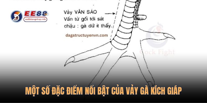 Một số đặc điểm nổi bật của vảy gà kích giáp