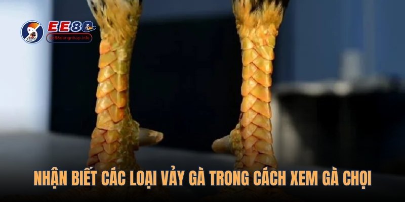 Nhận biết các loại vảy gà trong cách xem gà chọi