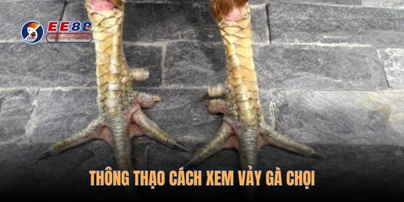 Thông thạo cách xem vảy gà chọi