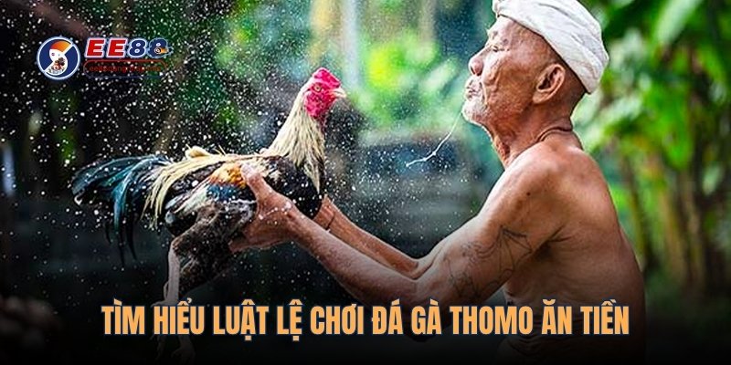 Tìm hiểu luật lệ chơi đá gà Thomo ăn tiền