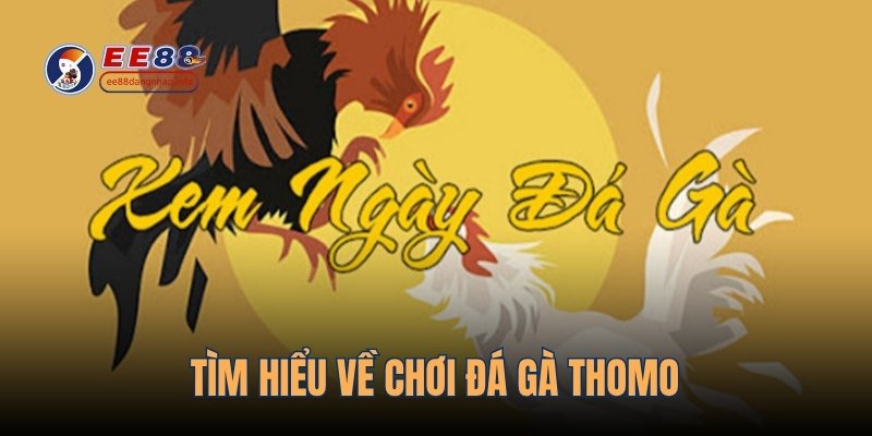 Tìm hiểu về chơi đá gà Thomo