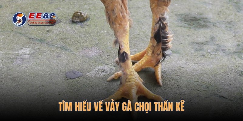 Tìm hiểu về vảy gà chọi thần kê
