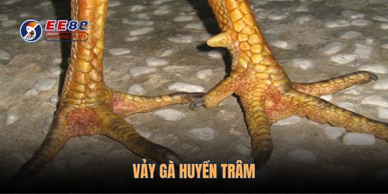 vay-ga-huyen-tram